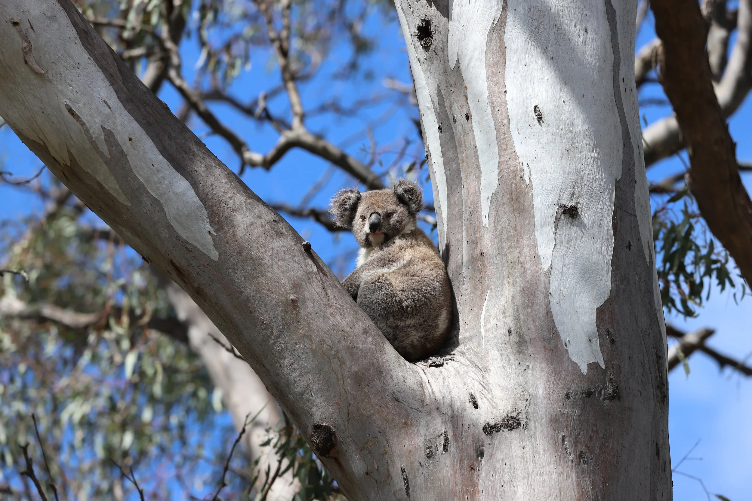 2025-09-21 Koala Count - Andrea Gilcrist (23).JPG