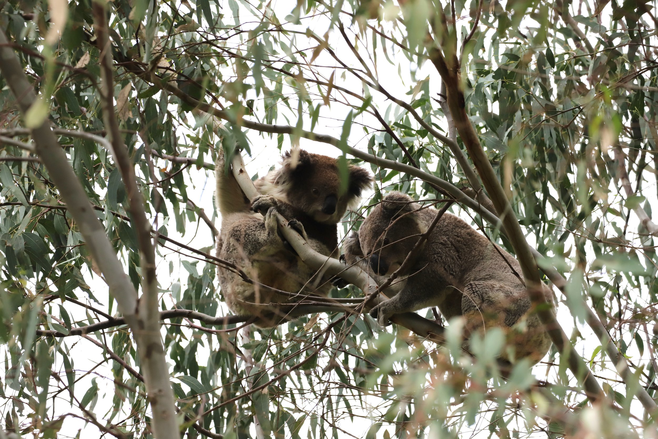 2025-09-21 Koala Count - Andrea Gilcrist (5).JPG