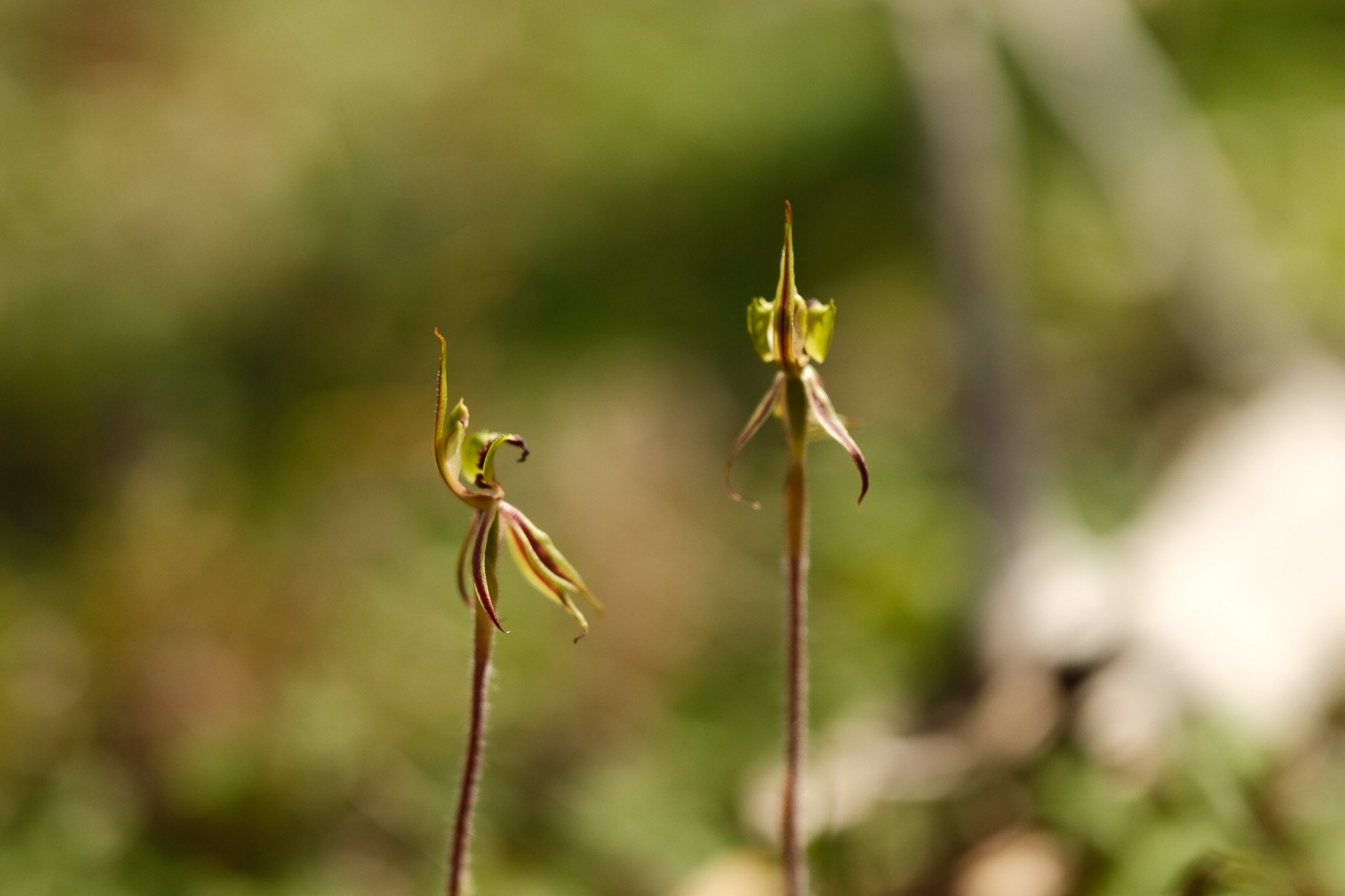 We&rsquo;re lucky to share our corner of the world with some truly remarkable species 🌏💚 

Our little part of the Riverina is home to a diverse range of endangered plants and animals, and Narrandera&rsquo;s conservation story is still being written