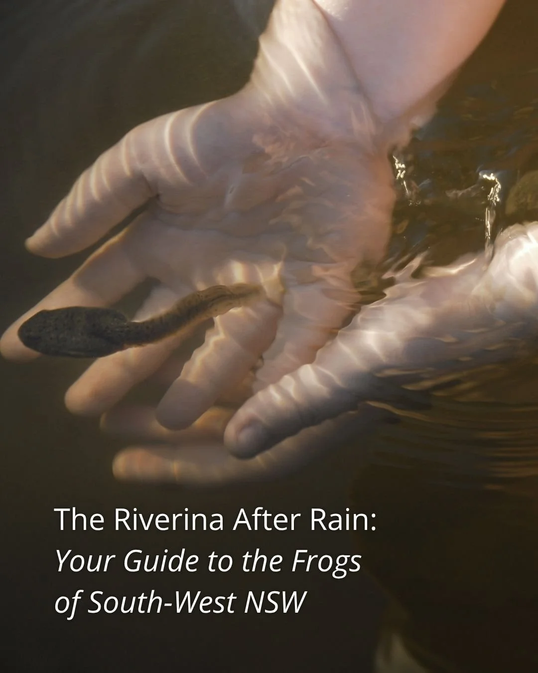 🐸 Isn't it incredible how rain changes the landscape almost overnight?  Our latest guide explores the frogs of the Riverina, the best places to hear them, and the species you might spot after dark 💚 link in bio 
 
It&rsquo;s one of the most overloo