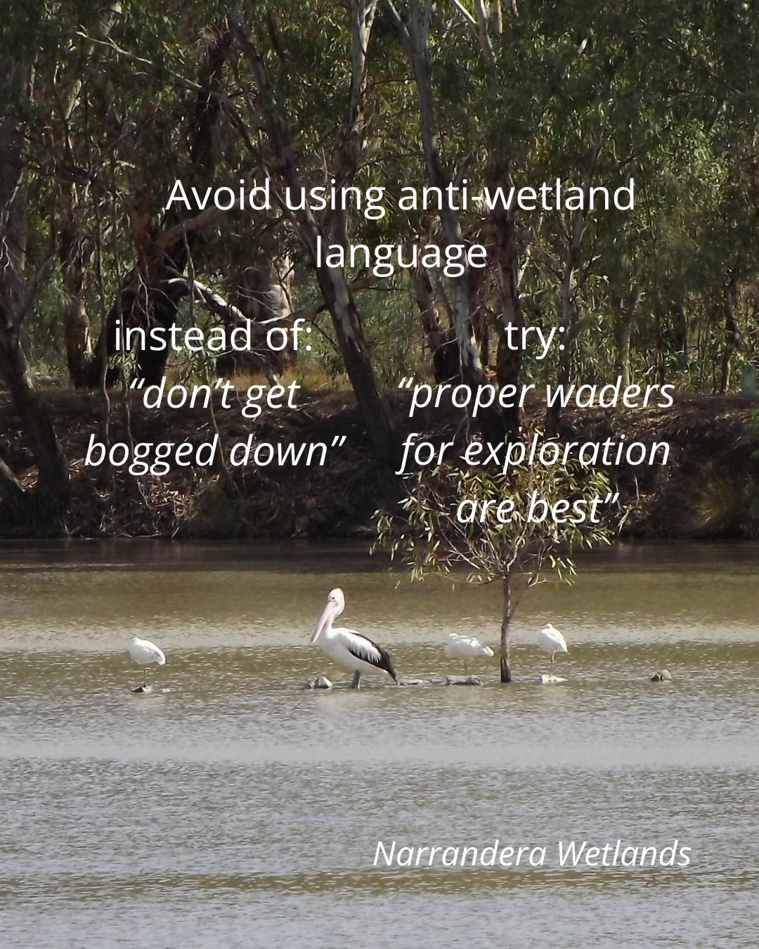 wetlands have feelings too, okay? 🦆

&bull;&bull;&bull;
#Wetlands #Narrandera #WetlandsConservation