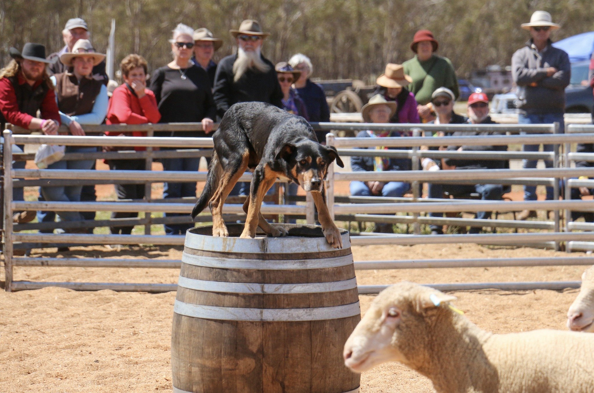 3-10-2025 - Barellan Good Old Days - Facebook  (9).jpg