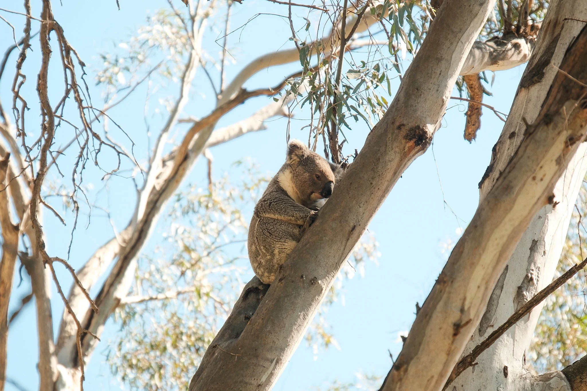 2026-09-20 Koala Count - Meg Hollins (56).jpg