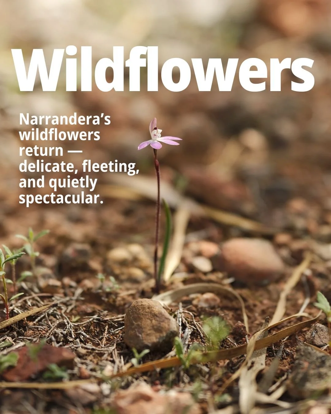 a walk on the wild(flower) side 🌸🌸 read the full article &rarr; link in bio

if you're in town this weekend, join @murrumbidgeelandcareinc at Bundidgerry Hill Lookout this Saturday 26 September at 10am 🥾 registration is free but essential. 

come 