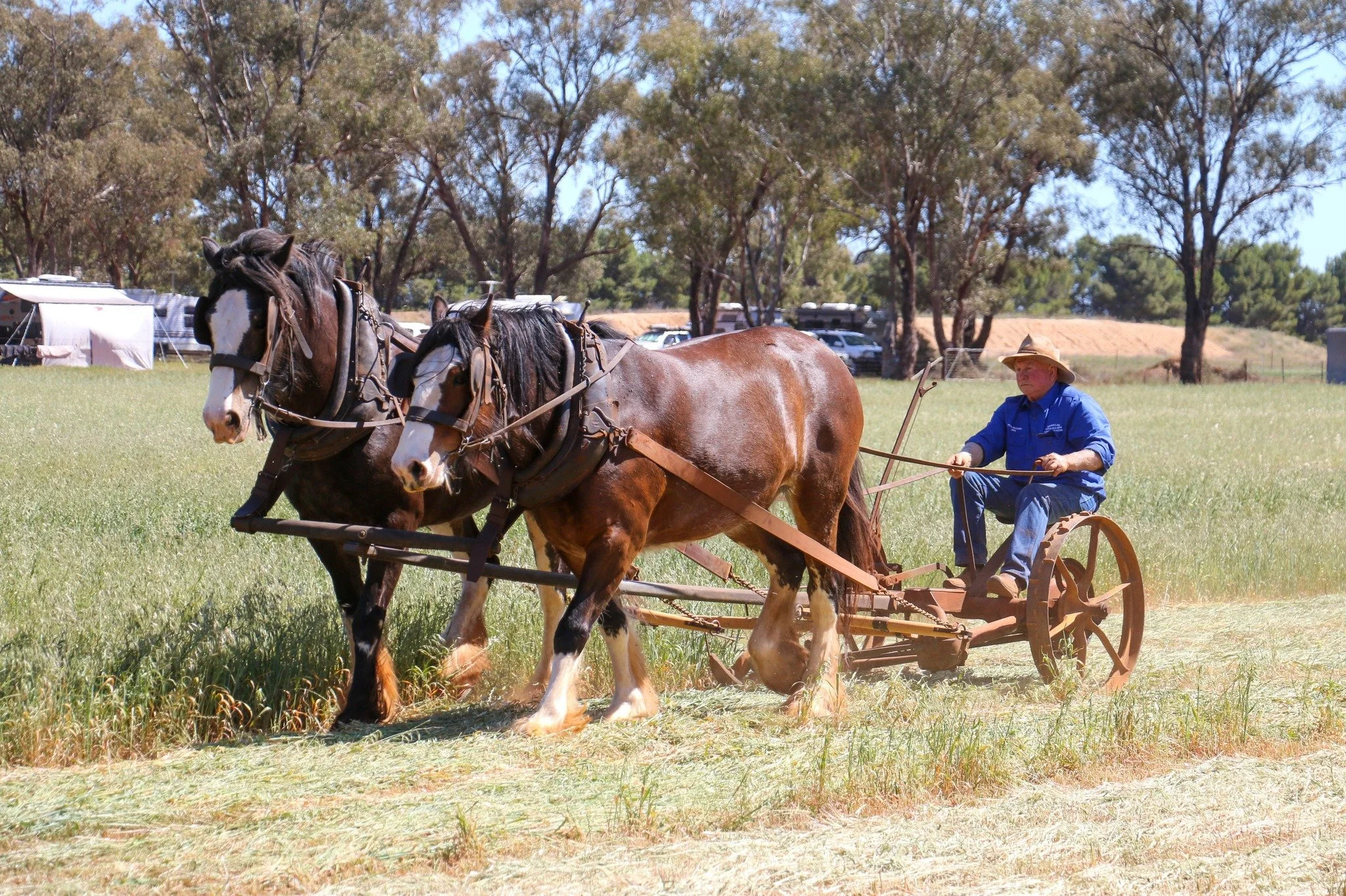 good old days festival 2026 has officially started! to all our wonderful visitors, welcome! it's lovely to have you here 💛 

fancy a little exploration between festivities? the barellan clydesdales committee has created two self-guided tours, availa