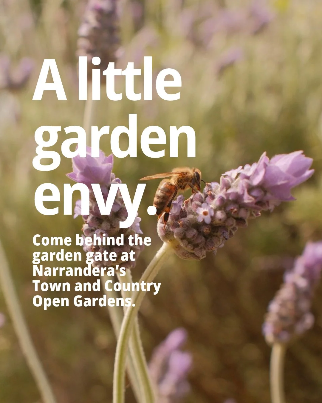 find fresh inspiration at narrandera's town and country open gardens on sunday 25 october 🌷 with guest speakers, market stalls, live music, a cwa lunch, and complimentary devonshire tea to round out your day. 

✨ follow @narranderaopengardens or vis