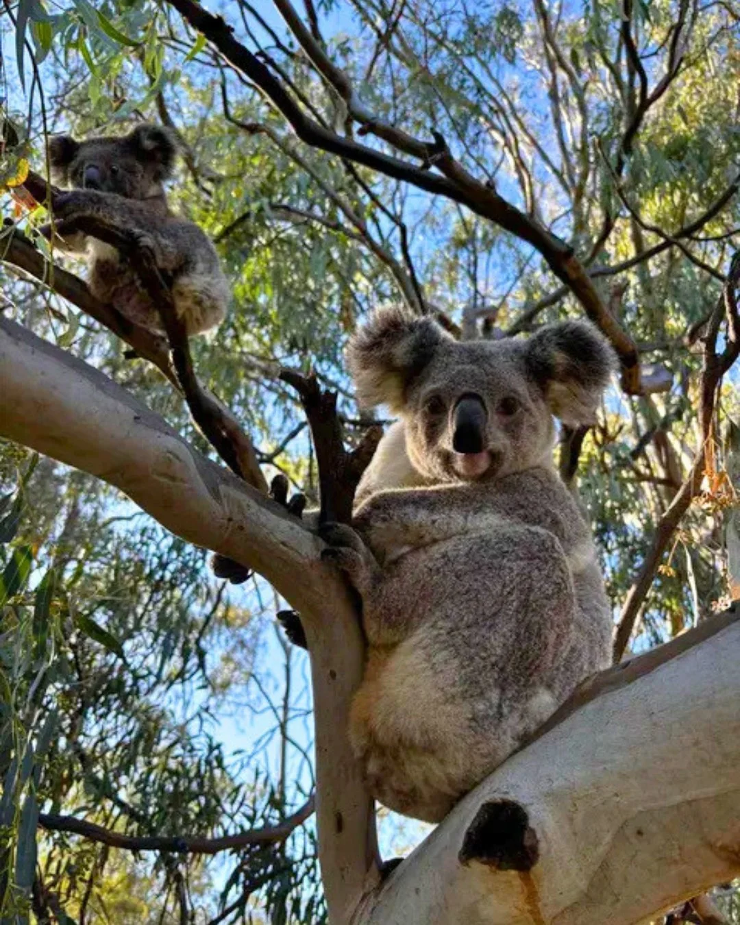 thank you @nelso.bro for these sweet snaps of a koala and her joey in the narrandera flora and fauna reserve today! 🐨😍

been out exploring? we'd love to see what made you stop along the way 🌿 tag us or send through your snaps 📸

&bull;&bull;&bull