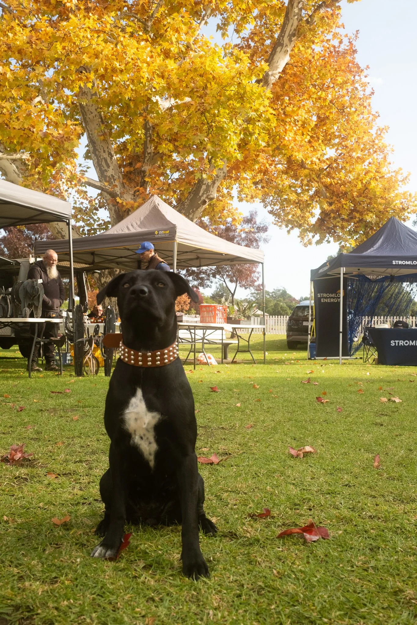 2025-05-18 Lions Community Markets - Meg Hollins (8).jpg
