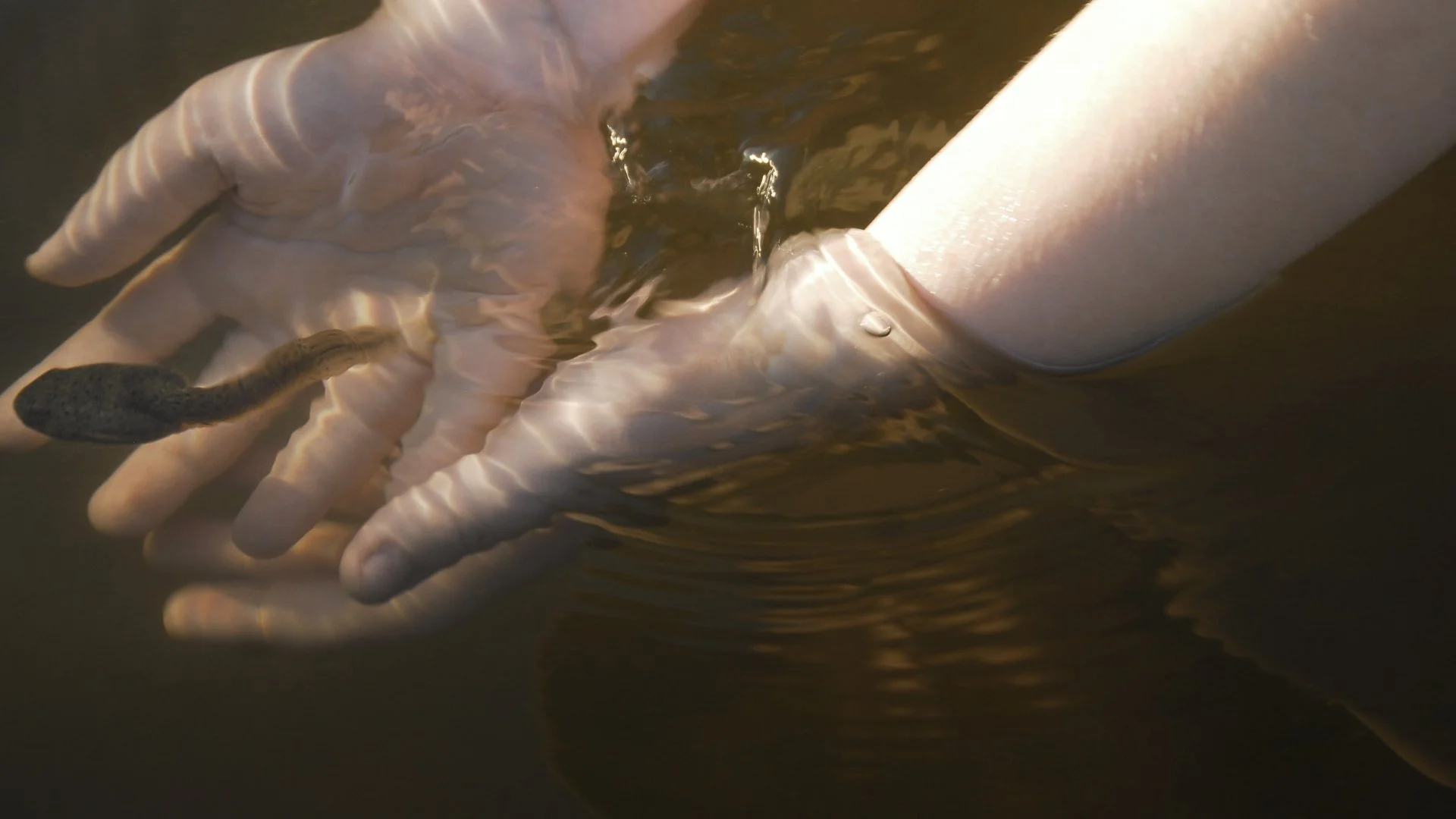 The Riverina After Rain: Your Guide to the Frogs of South-West NSW