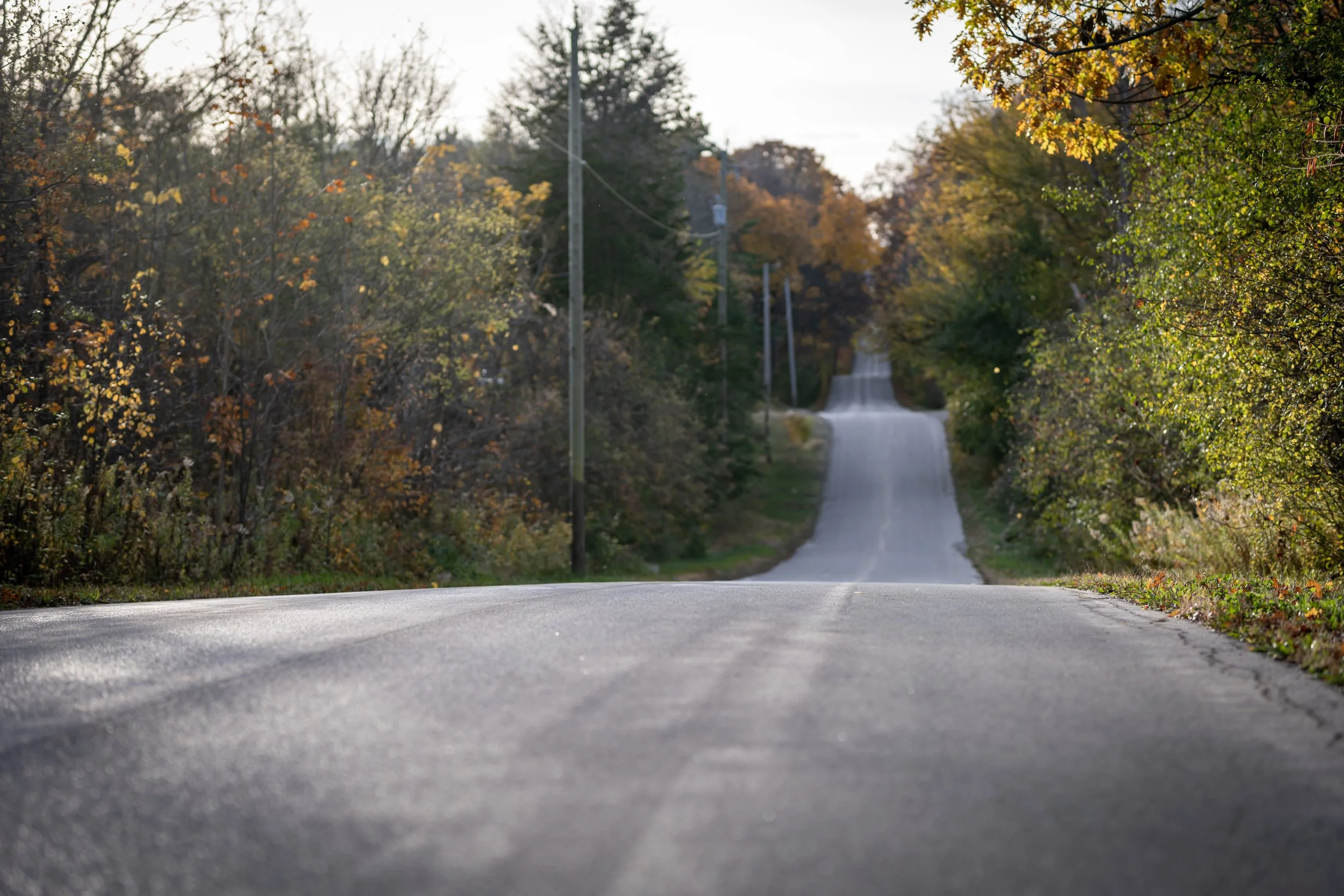 Dryden tract Alps Road fall.jpg
