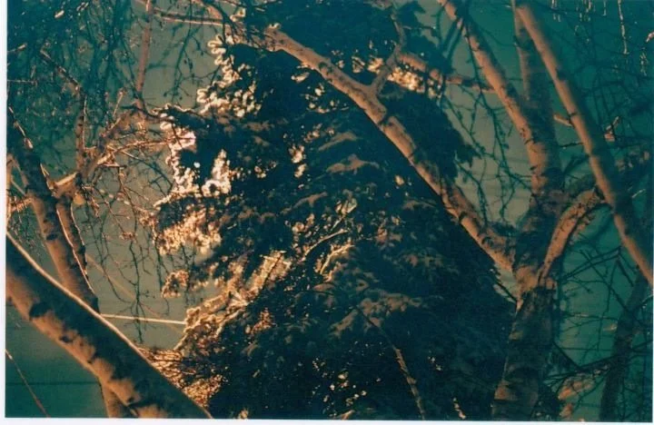 Close-up view of a snow-covered tree trunk and branches seen from below during winter.