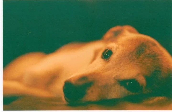 Close-up of a golden retriever dog lying down and looking at the camera