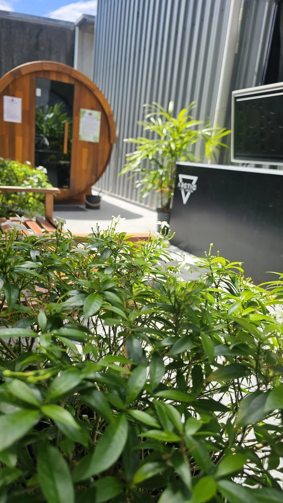 Outdoor space with green bushes in the foreground, a small wooden sauna, and a tall plant with long leaves beside a black bar or counter with a white logo. The area is partially shaded, with a metallic wall and other structures in the background.