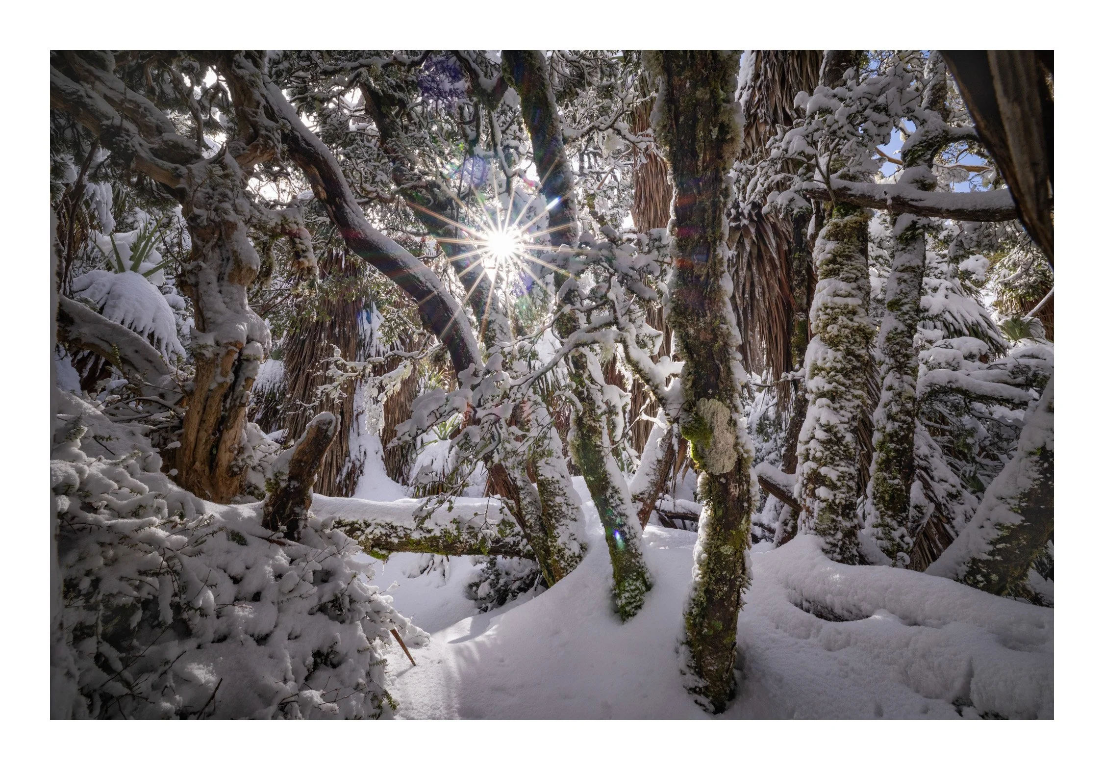 Mt. Field National Park (TAS)