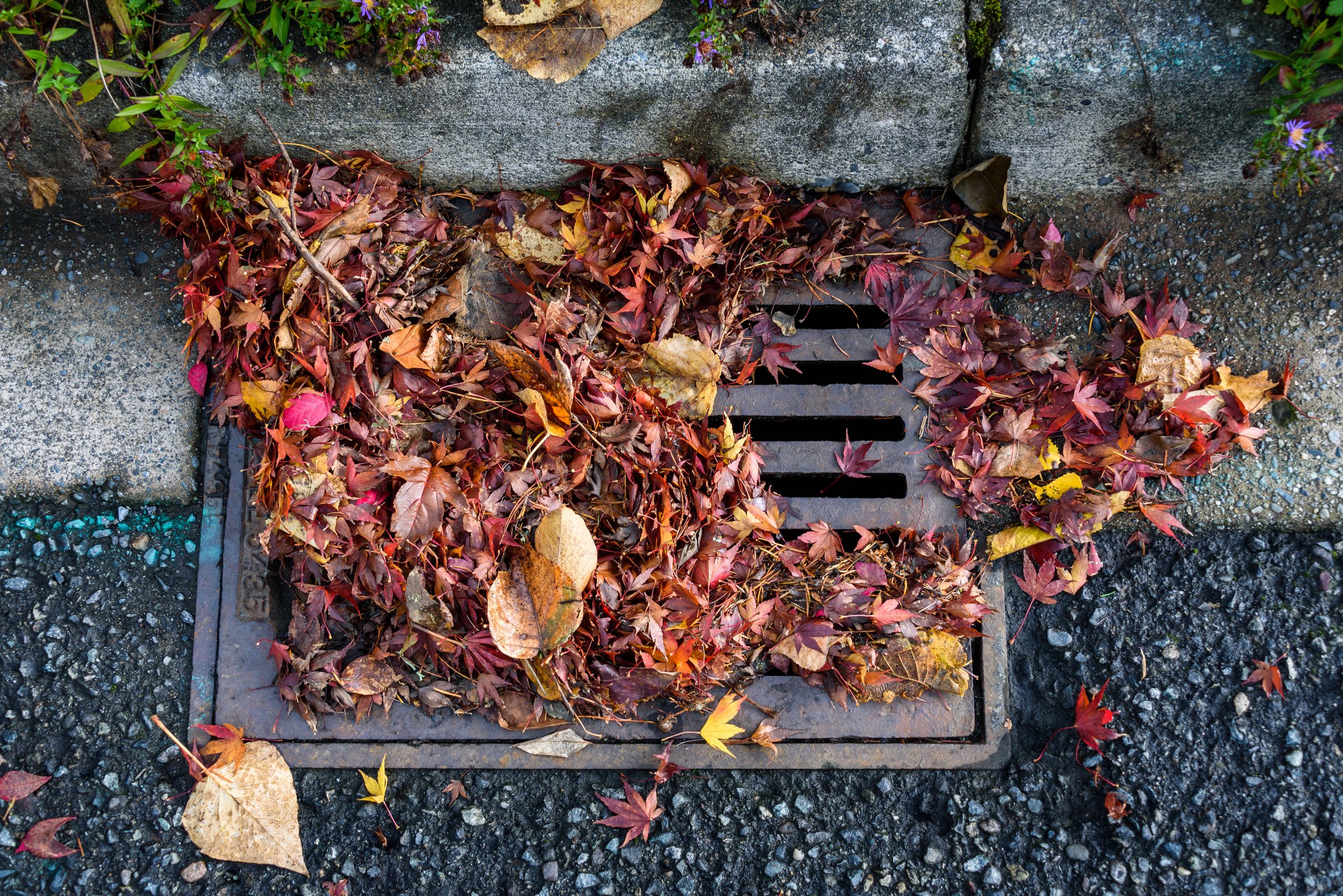 A road drain partially blocked by fallen leaves