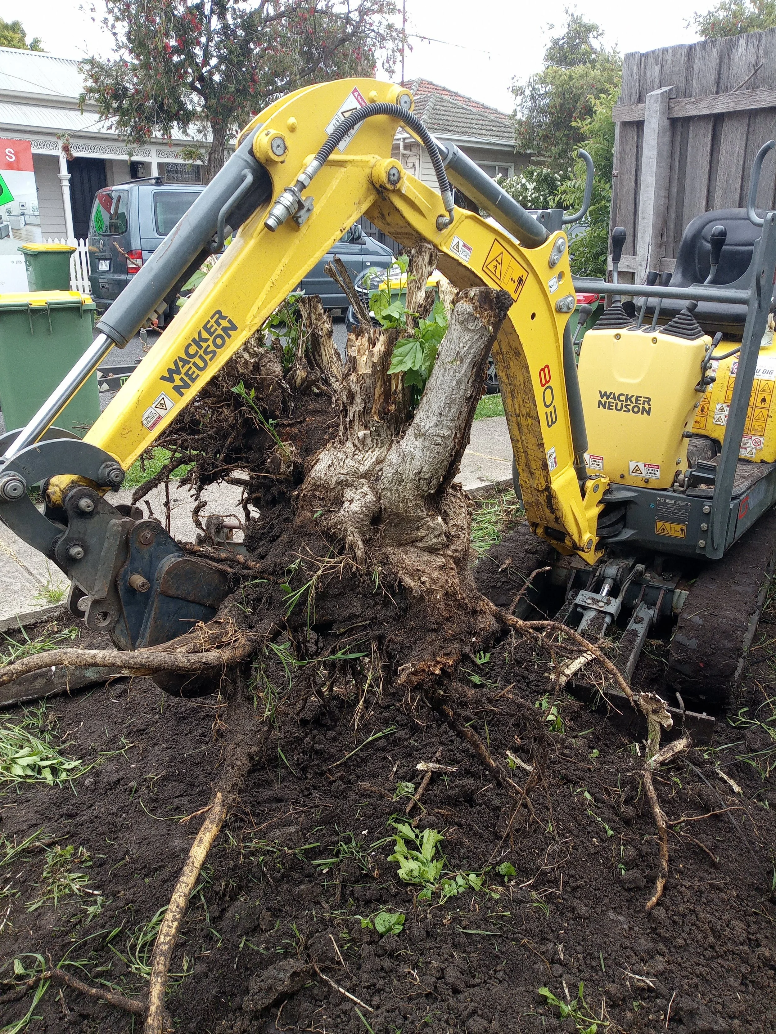 A small yellow Wacker Neuson excavator uprooting a large tree stump with roots, in a residential yard.
