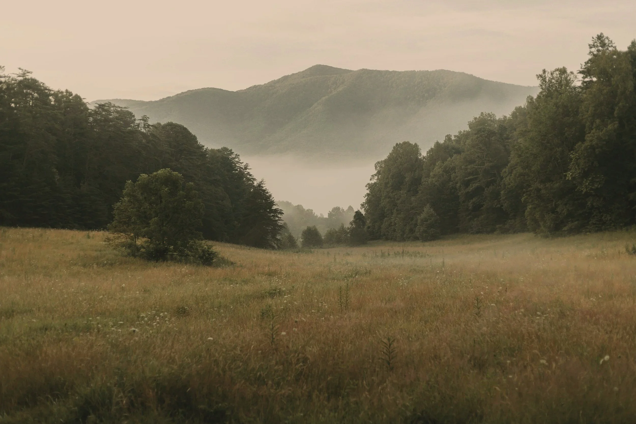 A peaceful landscape of mountains and a grassy field with trees, partially covered in mist or fog, under a cloudy sky.