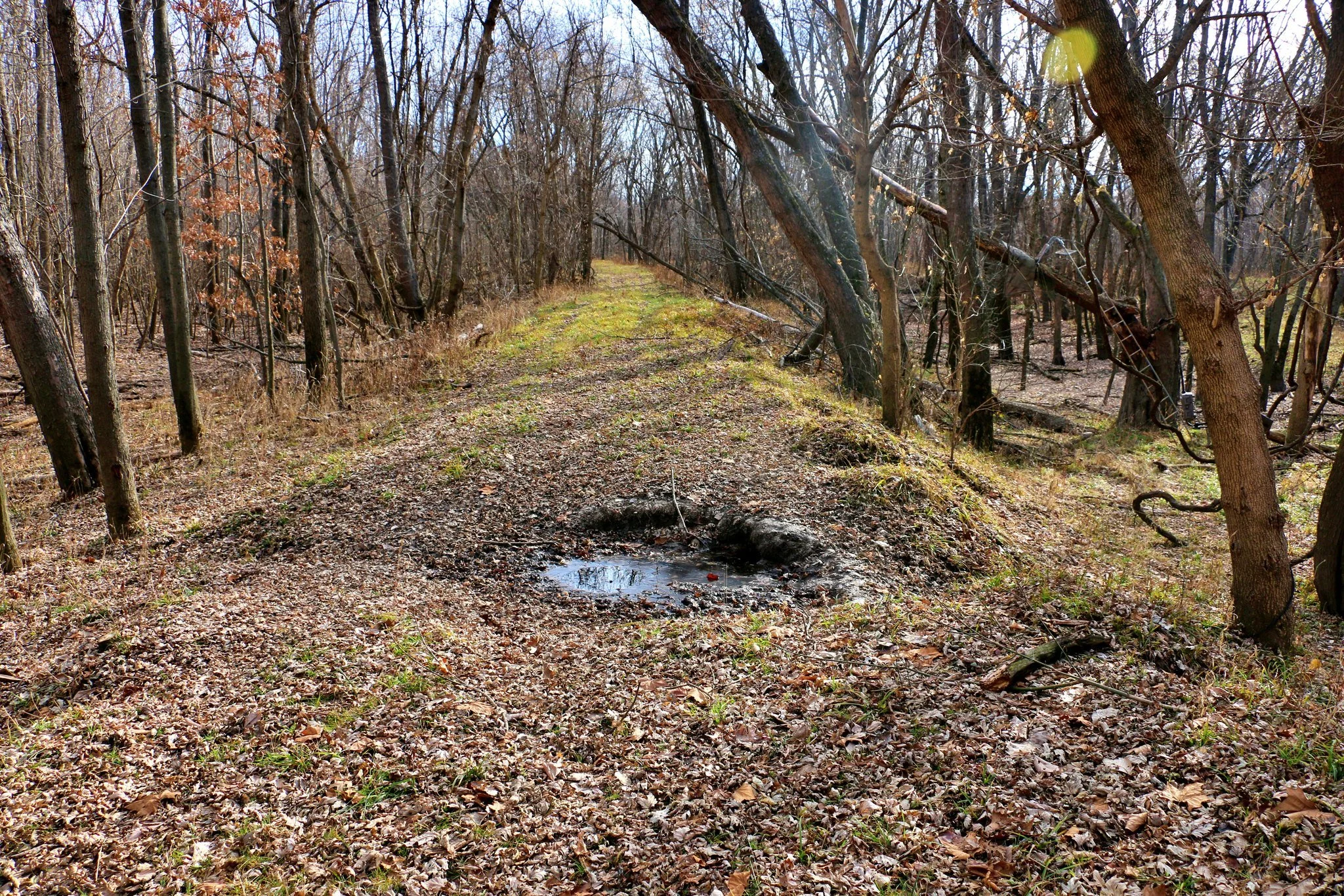 Leaf covered trail along the levy on a fall day with a mineral rock site used for whitetail deer during hunting season.