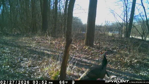 Missouri Turkey Hunting 2026: Spring Season Dates, New Regulations, and Prime Hunting Land in Livingston County