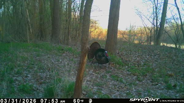 Missouri Spring Turkey 2026: What You Should Know Before Opening Day