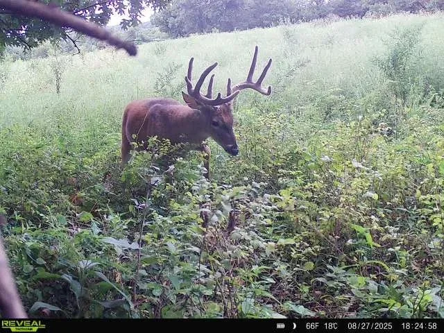 Large Mature Buck in Field. 10 Point Rack