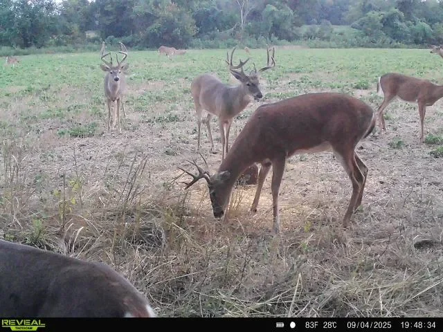 Mature Bucks in a Southeast Kansas Field. Unit 11 Deer