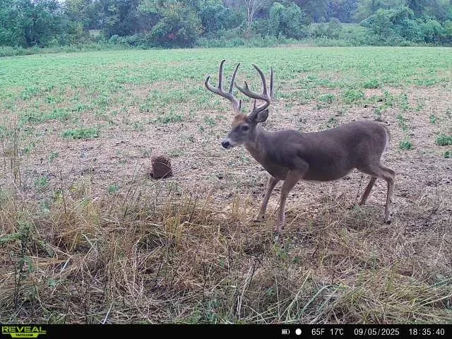 Trail camera photo of a mature whitetail buck walking through a food plot at Tegridy Outdoors in Missouri.