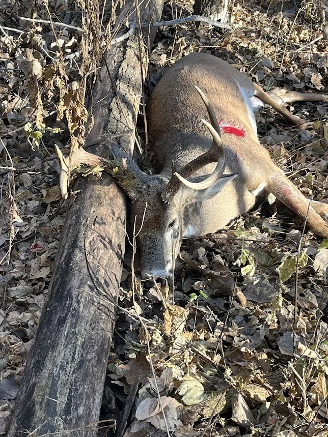 Mature Midwest Buck Harvested in Hunt