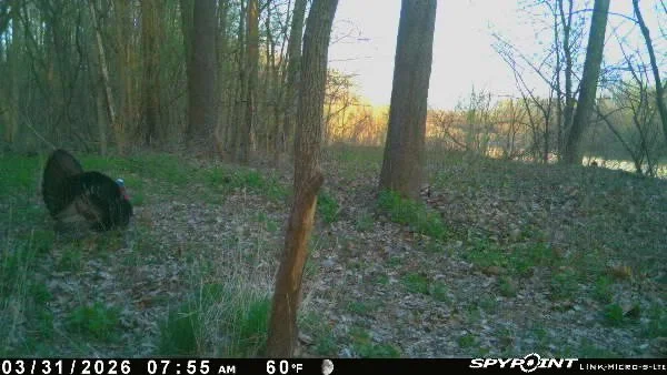 Big Strutting long bearded Turkey Tom in Missouri