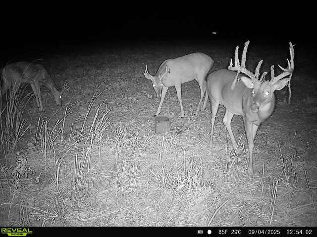Infrared trail camera photo of a mature whitetail buck with two other deer at night at Tegridy Outdoors in Missouri.