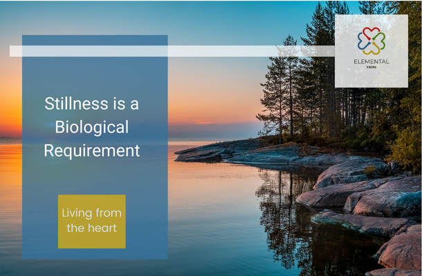 Stillness Is a Biological Requirement (Not a Luxury)