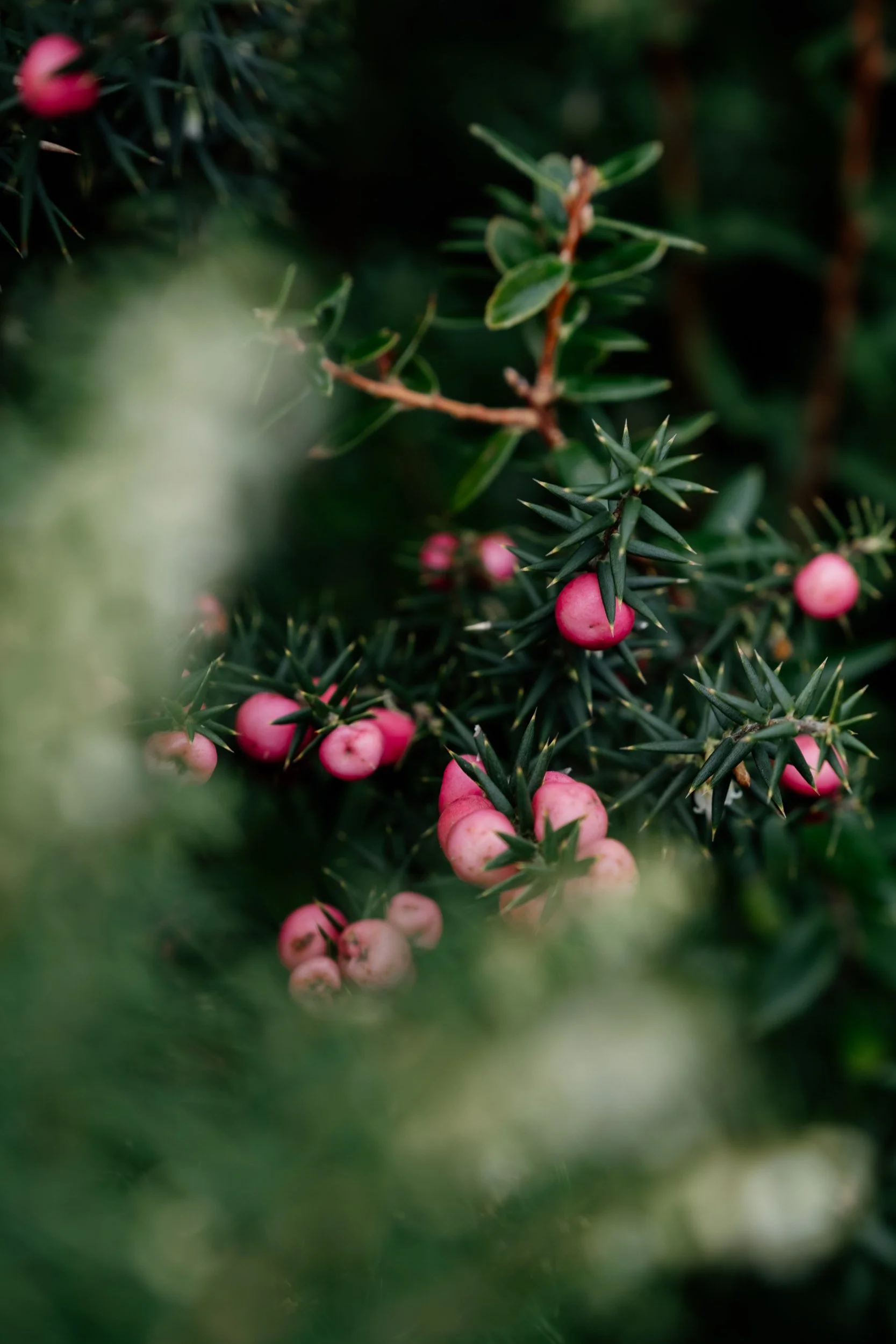 25_winter_westernwilds_rewildstudio_tasmania-13.jpg