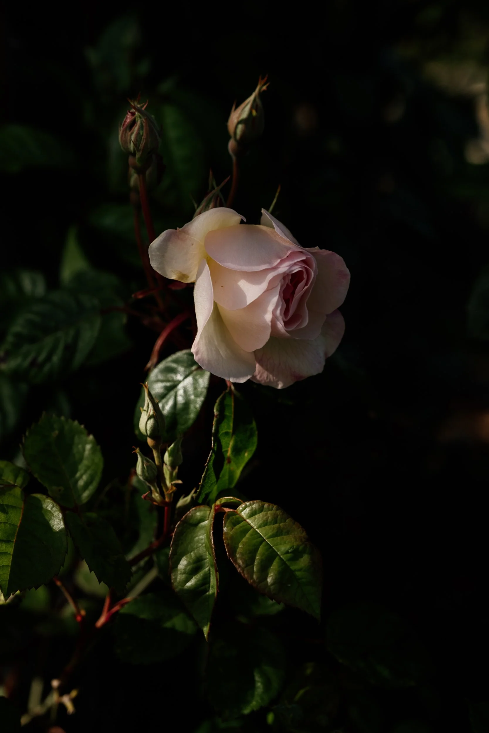 the difference between marketing photos + stock images.