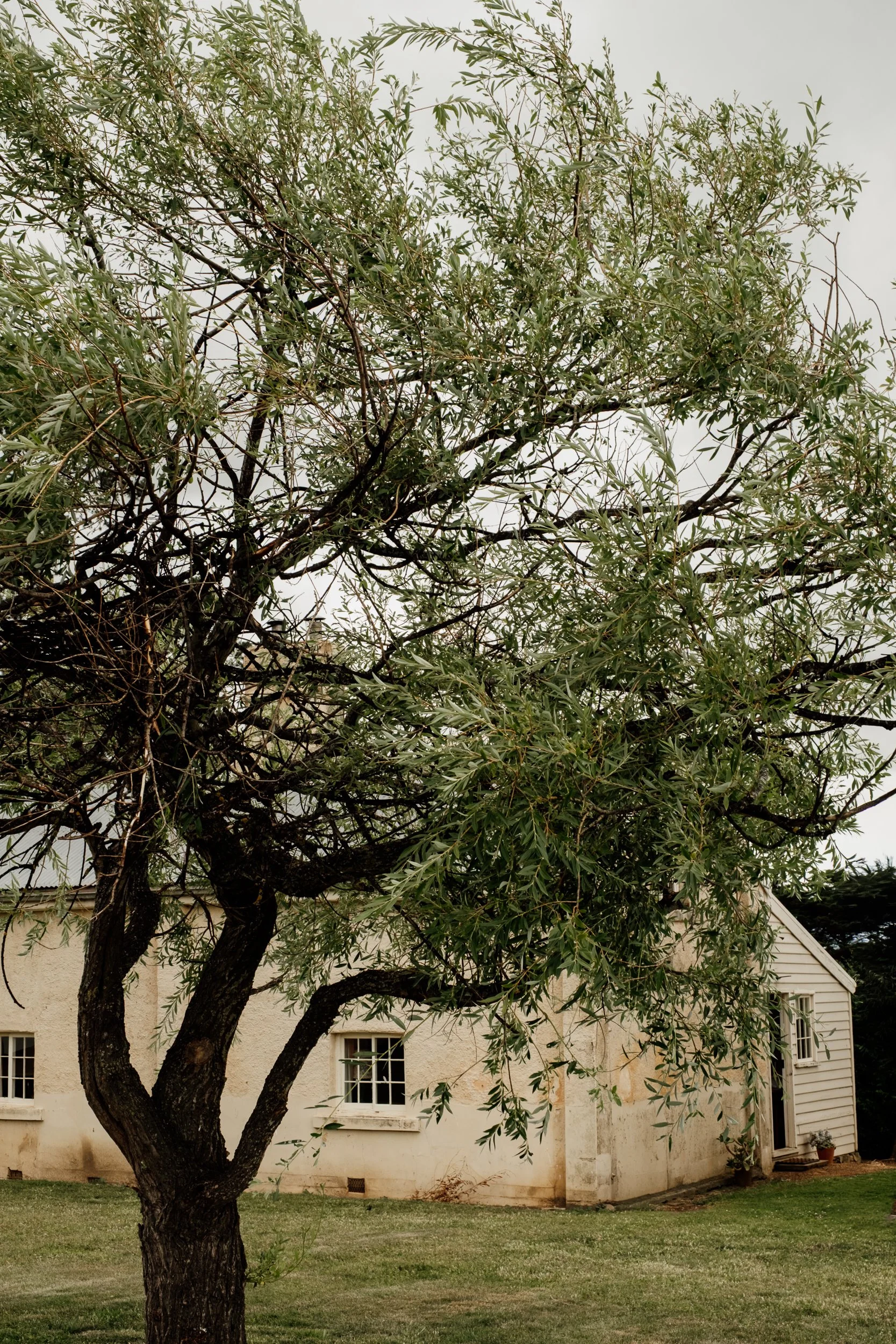 A large tree with green leaves in front of a white cottage with two windows and a door, on a grassy lawn.