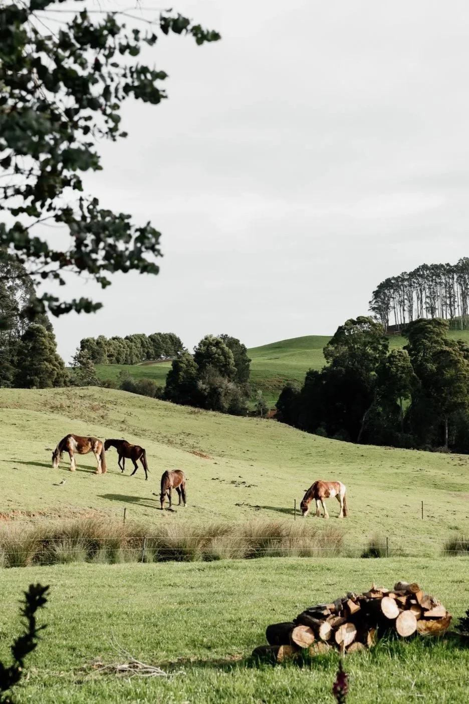 arion park farmstay.