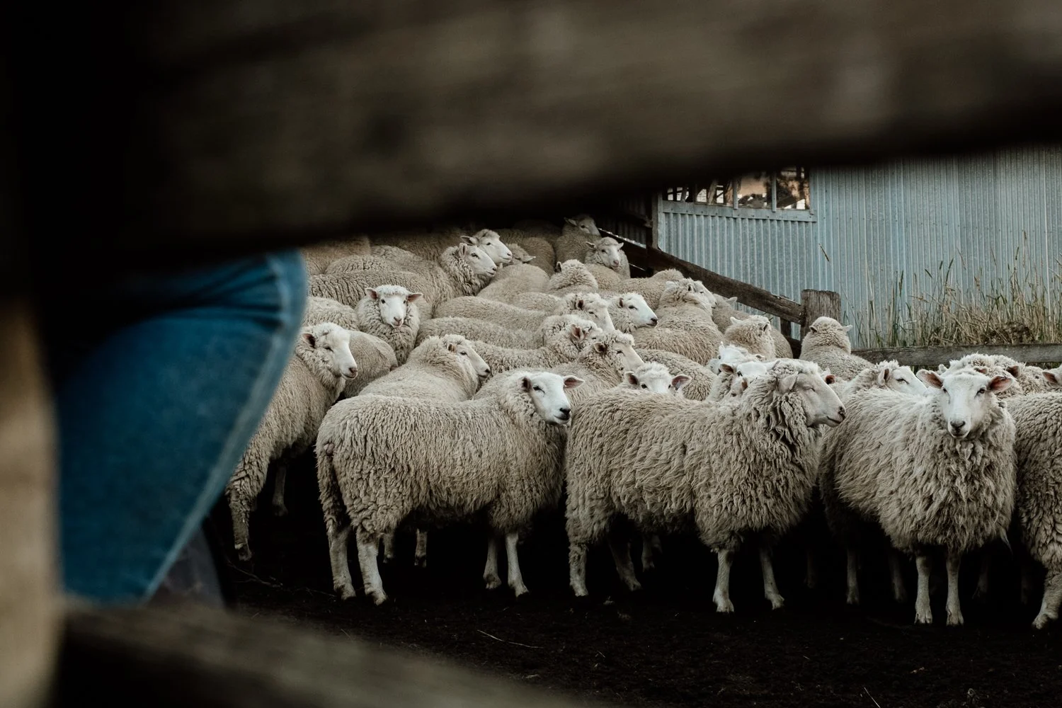 Sheep gathered in a farm enclosure viewed through a gap