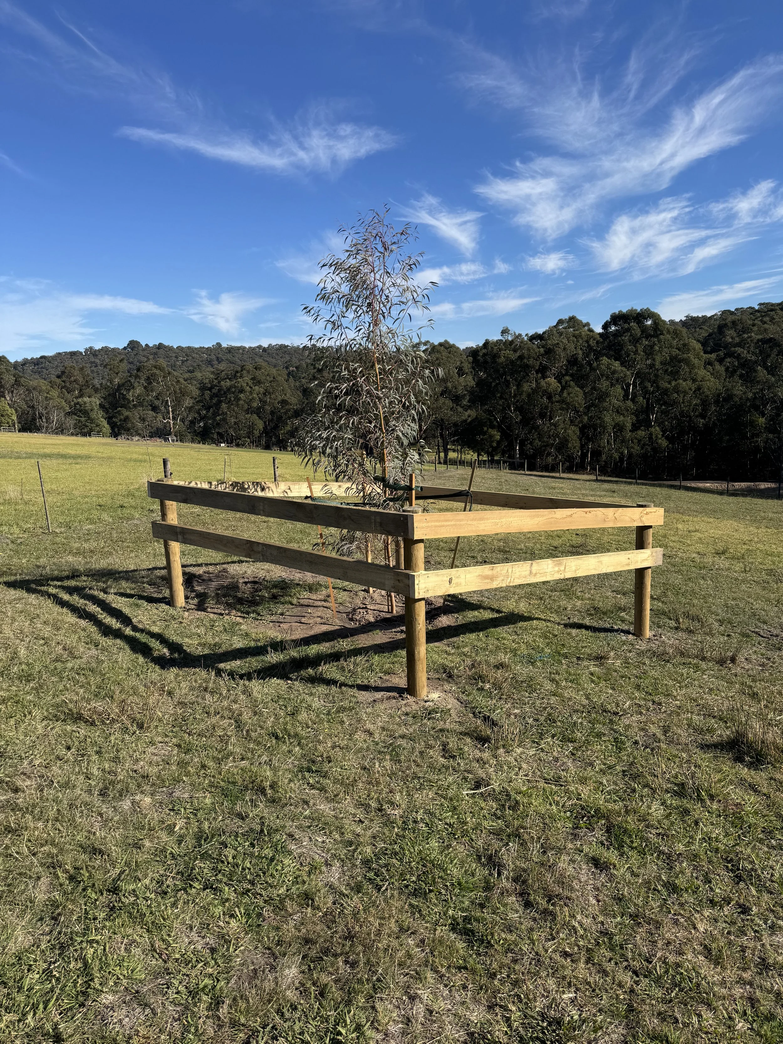 A young tree planted in a small enclosed area with wooden fencing, set on a grassy field with a background of trees and a blue sky with wispy clouds.