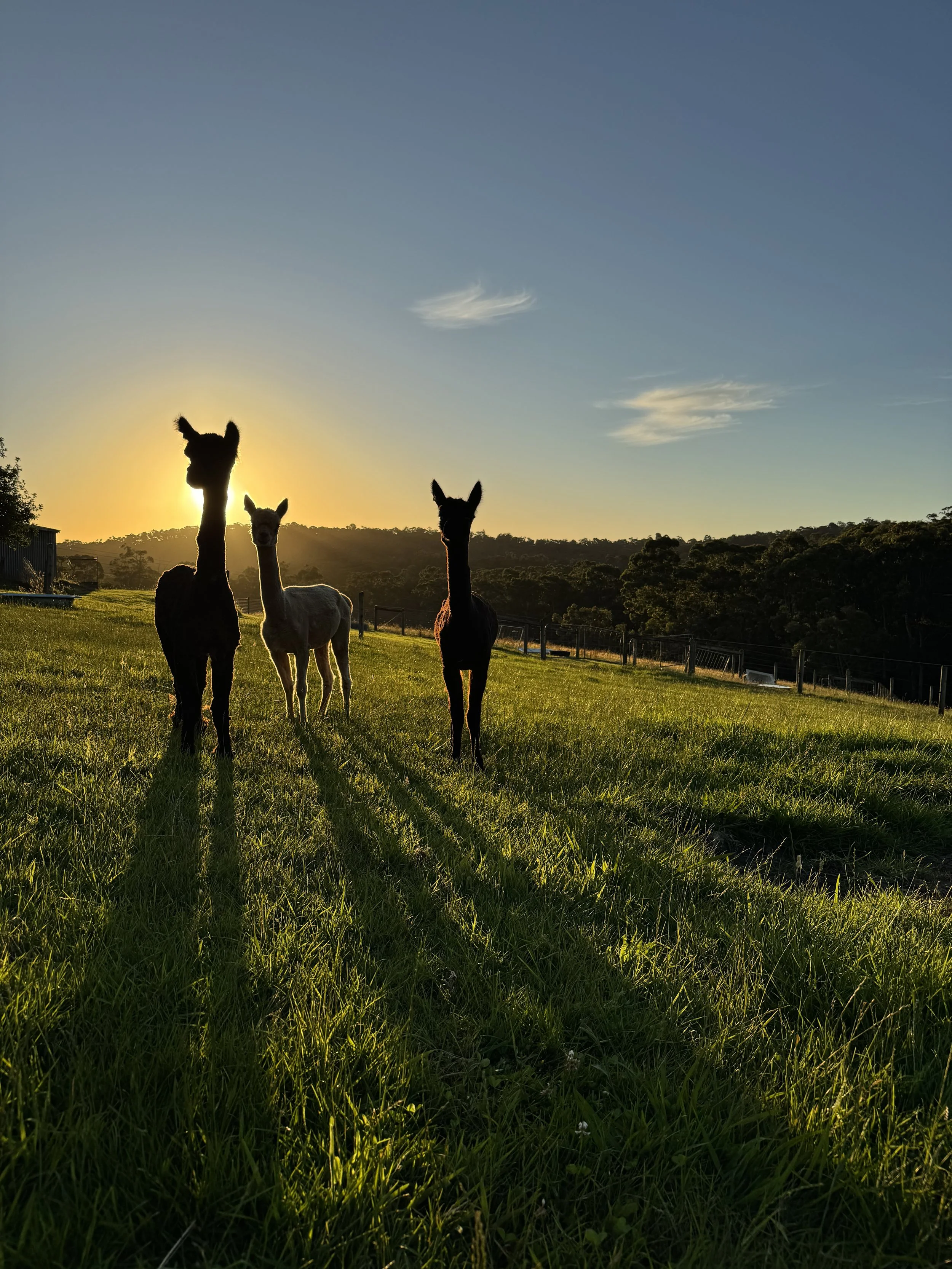Three llamas standing on a grassy field at sunset, with hills and trees in the background.