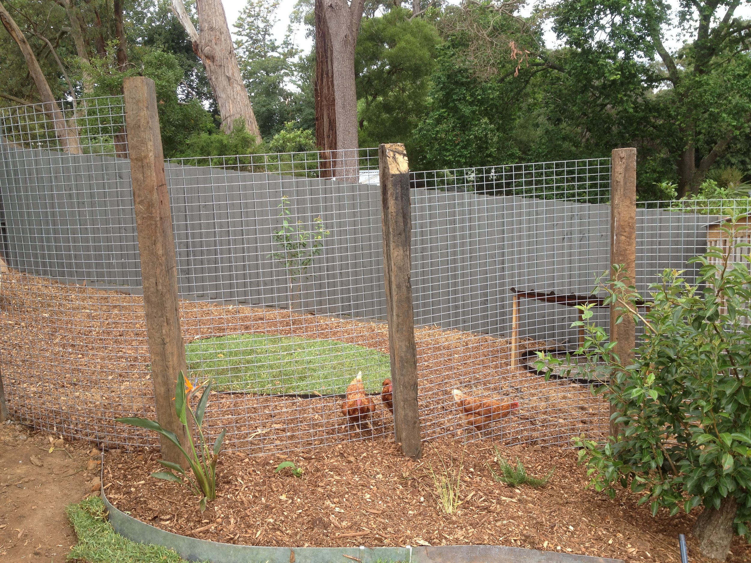 Backyard chicken coop with three chickens inside, surrounded by a wire fence, with trees and greenery in the background.