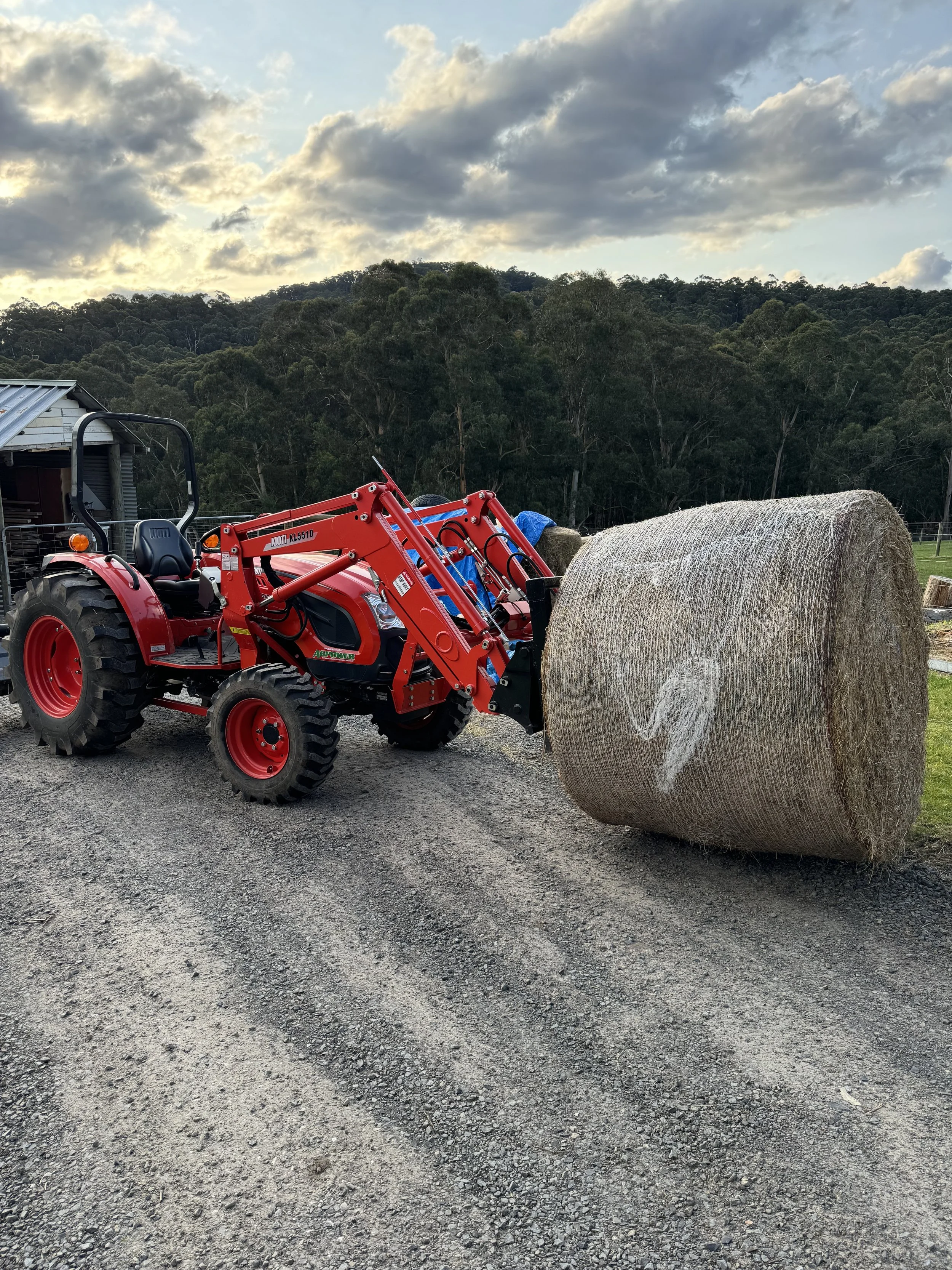 A red tractor with a front loader attached, positioned at a hay bale on a gravel ground with a rural landscape in the background.