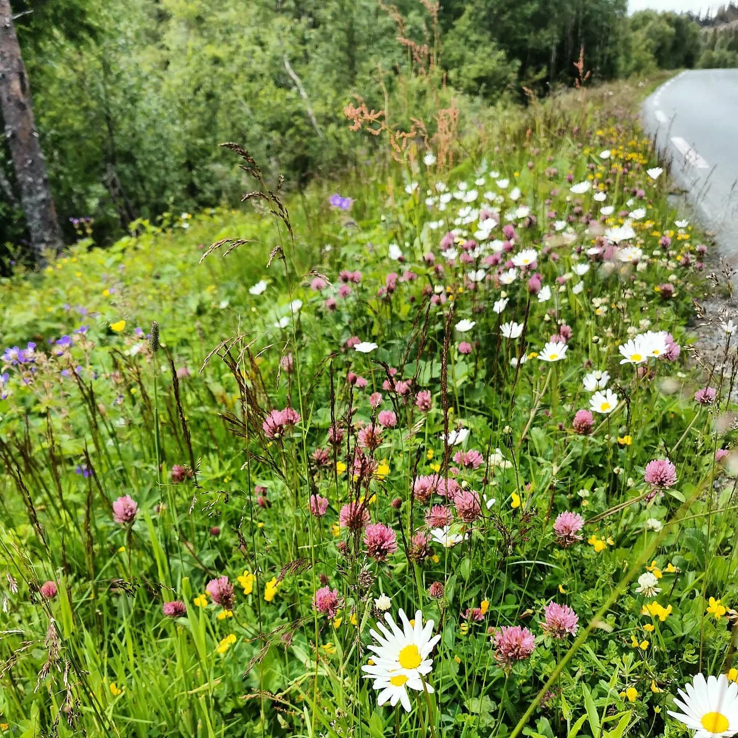 🌼🌻🌸💮🏵️🌺