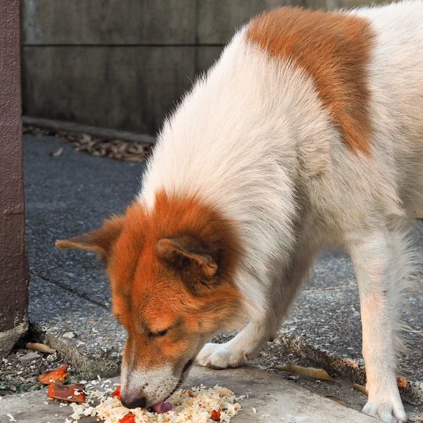 Friss das nicht! - Anti-Giftköder-Training - Alltagstraining Special