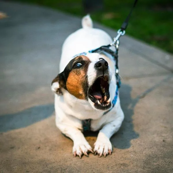 Online-Fortbildung: Reaktivität ❤ Reizoffenheit und sensorische Hypersensibilität bei Hunden