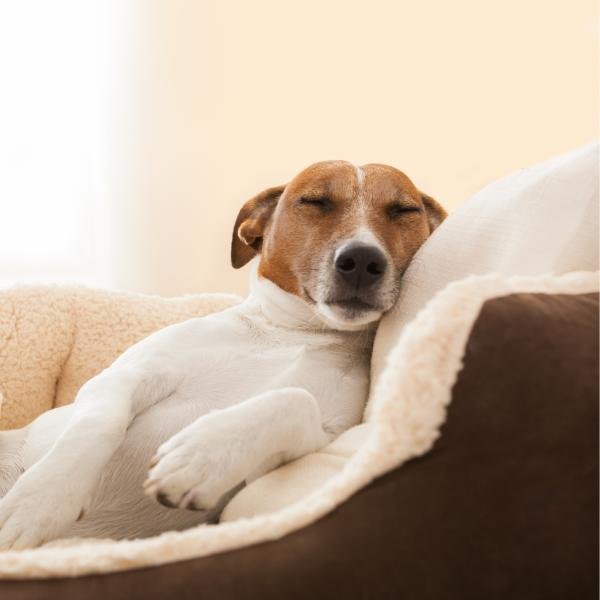 Online-Fortbildung: Entspannung ❤ Mehr als Ruhe - Was Hunde wirklich brauchen, um herunterzufahren.