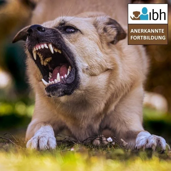 Präsenzseminar: Tierwohlgerechte Therapie- und Trainingsmethoden bei aggressivem Verhalten - Fundierte Kompetenz anstelle aversiven Entertainments