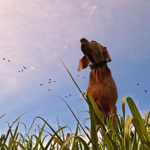 Dog Hiking Biesenthaler Becken