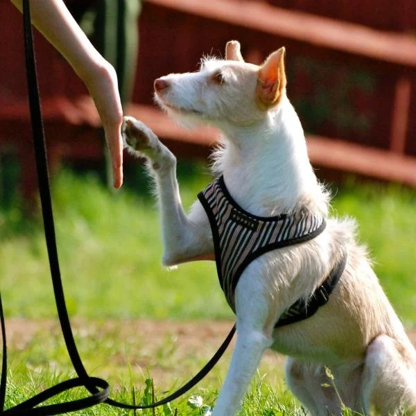 Alltagstraining Basic