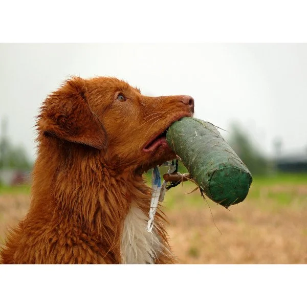 Jagdersatztraining - Alltagstraining Special