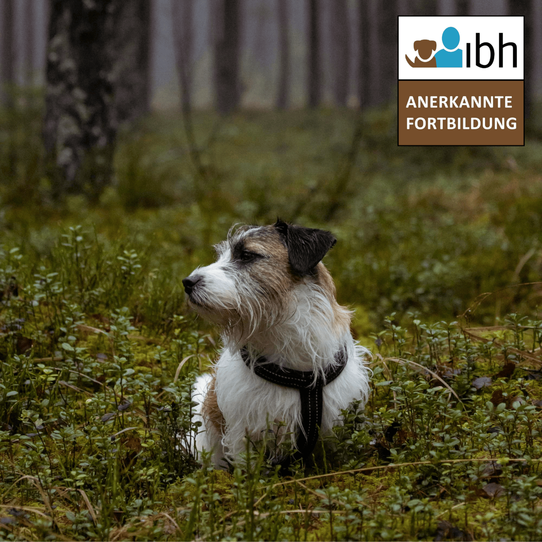 Waldbaden mit Hund (31.05.2026)