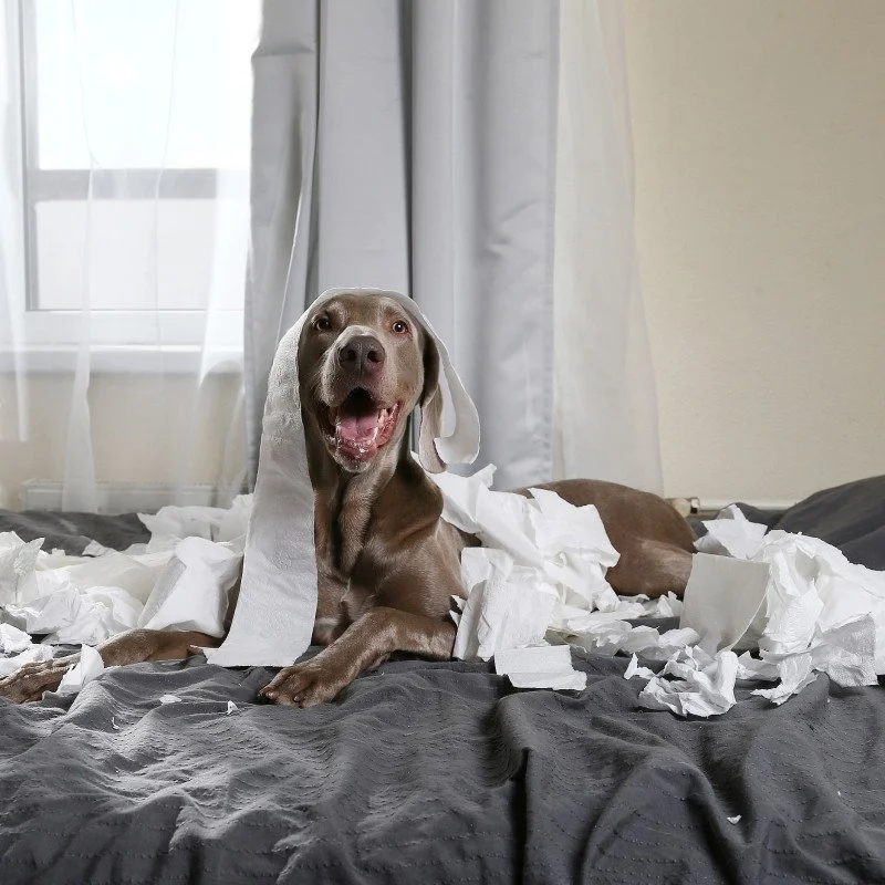 Dogxy Hundezeit